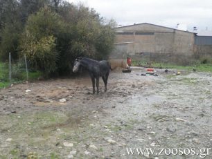 Μοίρες Ηρακλείου Κρήτης: Άλογο αλυσοδεμένο μέσα στις λάσπες χωρίς τροφή και νερό